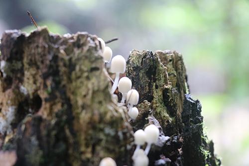 菌类食物中毒怎么办（吃菌类食物中毒怎么办）