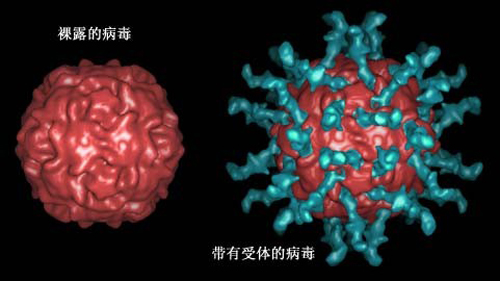 脊髓灰质炎传播途径 脊髓灰质炎传播途径及宿主