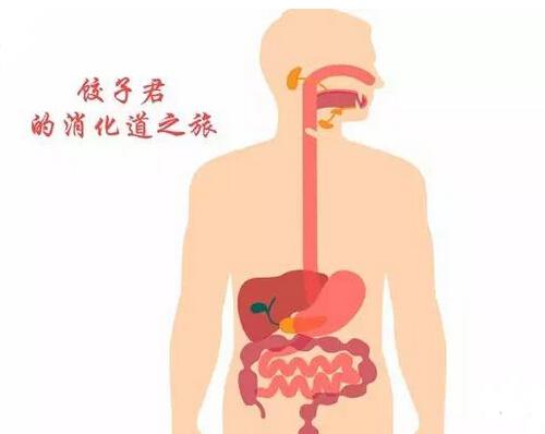 食物是如何转变成粪便的