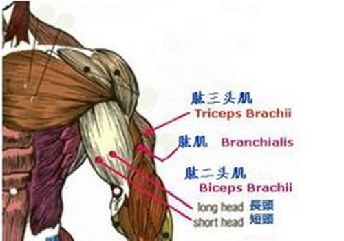 划船器锻炼肌肉示意图 自重划船器锻炼肌肉示意图