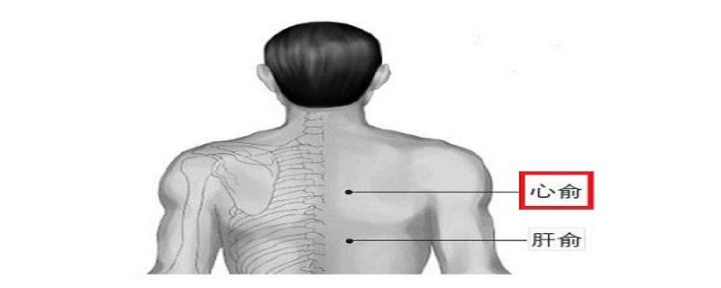 心俞的位置和功效（心俞的准确位置图和功效）