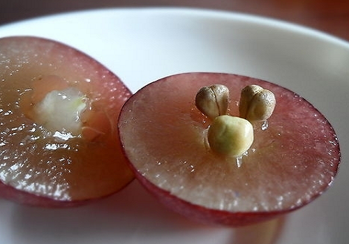 什么食物减肥效果好（啥食物减肥效果好）