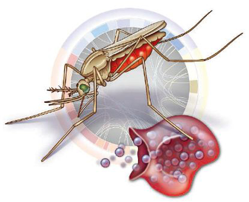 疟疾的传播途径是什么（疟疾的传播途径是什么蚊子）