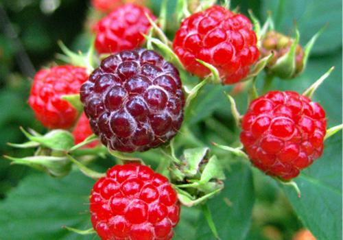 山莓的营养价值 山莓的药用价值