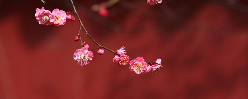 红梅花的功效与作用 红梅花的功效与作用的功能与主治