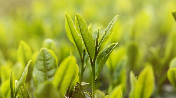 大叶茶的功效与作用 大叶茶的功效与作用及禁忌