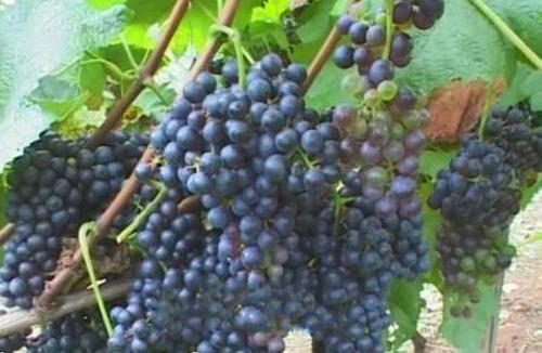 山葡萄的营养价值 山葡萄的营养价值高吗