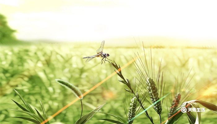 节气小满的特点 小满节气是什么时候