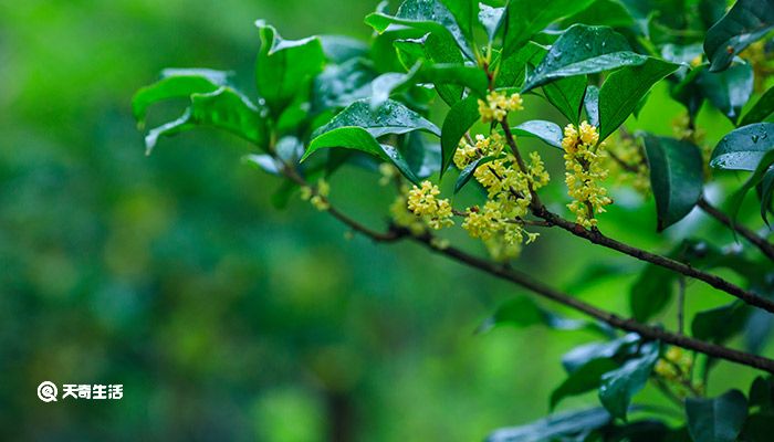 桂花树的特点 桂花树的特点是什么