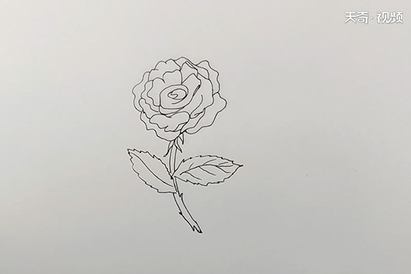 月季花简笔画