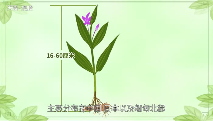 白芨的种植 白芨种植条件