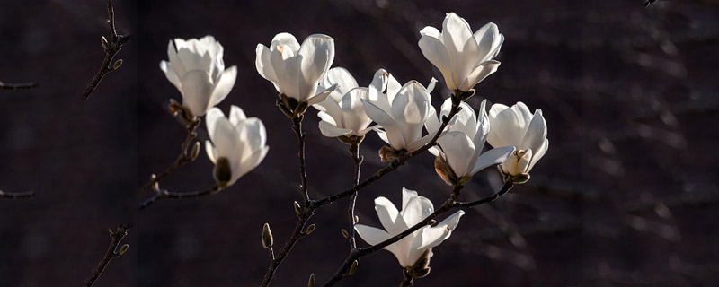 玉兰花是什么颜色 玉兰花的颜色有哪些