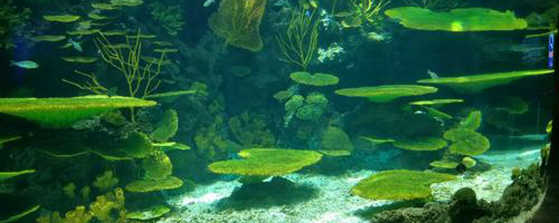 鱼缸水发绿是什么原因 什么因素导致鱼缸水发绿