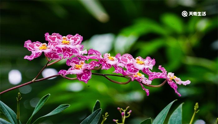 蝴蝶兰花语 蝴蝶兰花语寓意