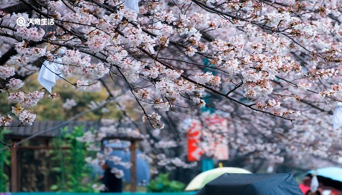 包头市春季赏花去哪里 推荐包头市春季赏花景点