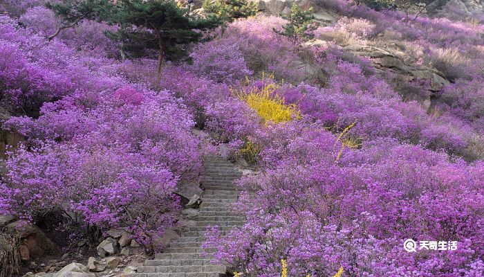 四平市春季赏花去哪里 推荐四平市春季赏花好去处