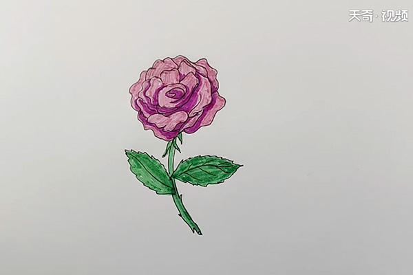 月季花简笔画