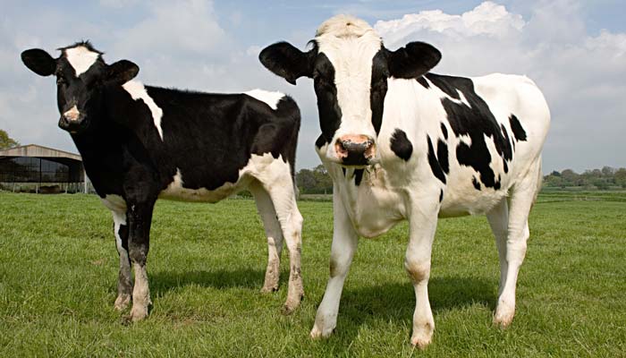 毛肚是什么动物身上的 毛肚是牛的哪个部位