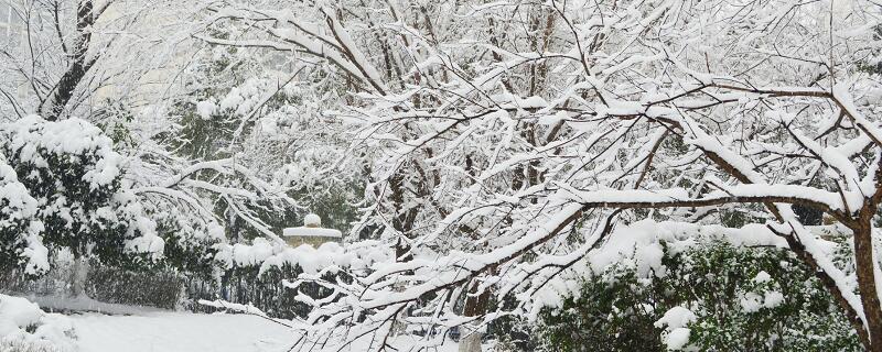 薄雪读音 薄雪怎么读