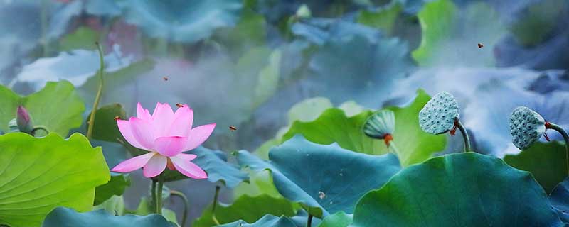 夏至节气在什么季节 夏至节气是什么时候