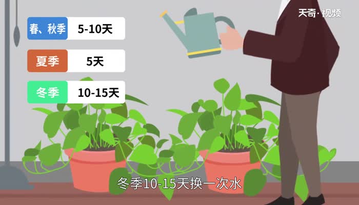 水培植物有哪些  适合新手养的水培植物