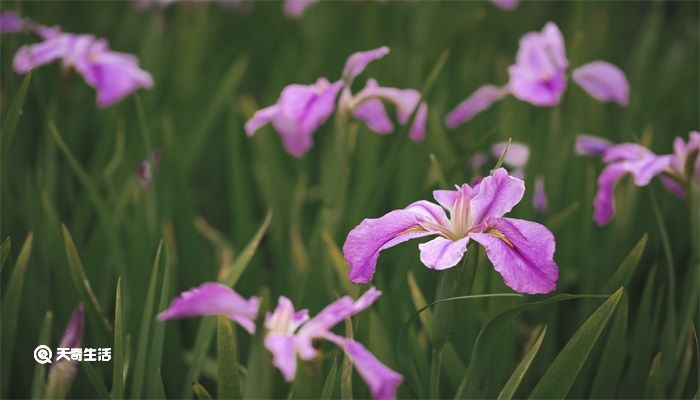 立夏有什么花 立夏会开什么花