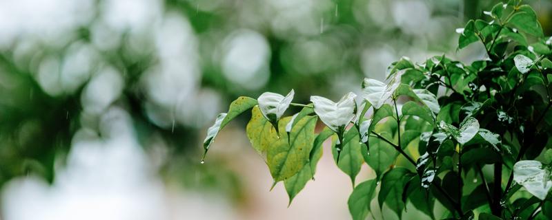 雨水节气下雨好还是不下雨好 雨水过后天气还会冷吗