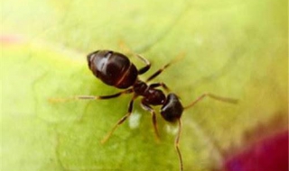 家里有蚂蚁怎么办 什么东西可以驱除蚂蚁