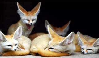 梦见狐狸是什么意思 梦见狐狸代表什么意思呢