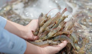 基围虾跟胡萝卜可以同食吗 基围虾跟胡萝卜能不能同食