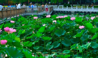 北京西客站的后花园——莲花池