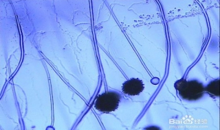 生物实验和动物实验在南博屹是如何进行的 结果验证思路