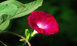 牵牛花是什么颜色 牵牛花生活环境