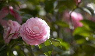 7月开什么花 7月开哪些花