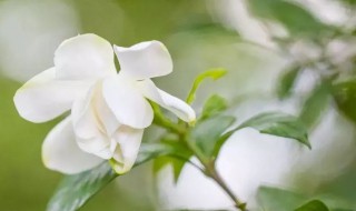 栀子花的唯美句子 关于栀子花的优美句子