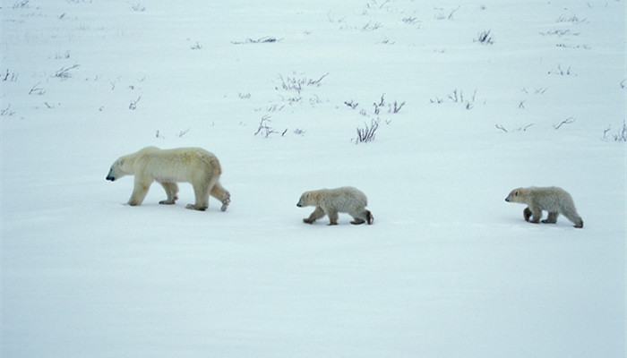北极熊在南极还是北极 北极熊在南极还是北极生活 