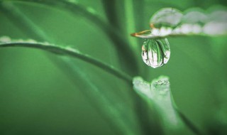 春雨贵如油的意思 什么是春雨贵如油