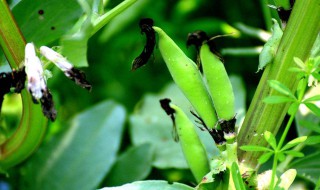 蚕豆的种植时间和方法 一定要记住蚕豆的最佳种植时间