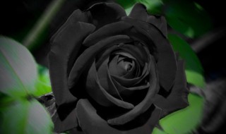 黑玫瑰代表什么意思 黑玫瑰有什么寓意
