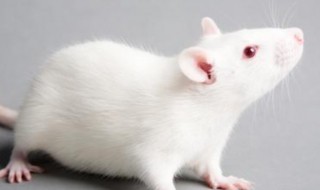 白老鼠是什么意思 白老鼠指的是什么