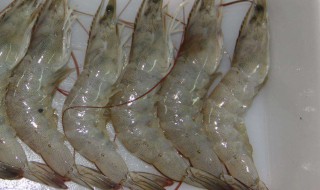 白虾和青虾的区别 轻松分辨出白虾和青虾