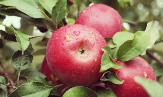 减肥适合吃的水果 减肥期间吃什么水果好呢