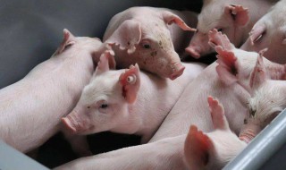 种猪的育种方法 猪怎么科学选种与育种