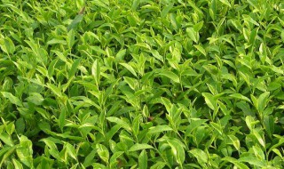 养护茶苗的方法 茶苗种植的方法