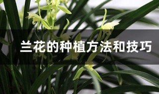 兰花的种植方法和技巧 兰花如何种植