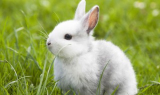 兔子掉毛是什么原因 兔子掉毛要怎么处理？