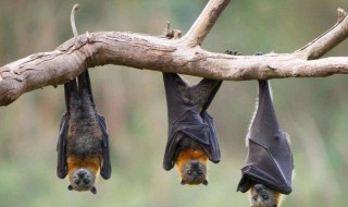 蝙蝠是兽类还是鸟类 蝙蝠的食物