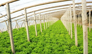 露天水芹菜种植技巧 水芹的种植方法介绍