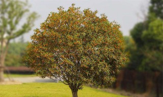 大发财树的养殖方法和注意事项是什么 怎么养殖大发财树