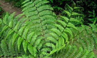 刺桫椤蕨的养殖方法（蕨类植物桫椤）